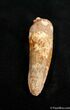 / Inch Spinosaurus Tooth (Composite Tip) #1511-1
